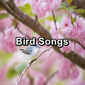 Bird Songs - Nature Bird Sounds