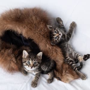 Rainy Cat's Playtime: Chill Melodies for Curious Kitties - Olivia Rain