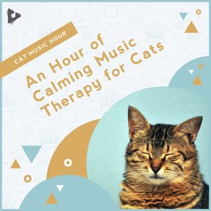 An Hour of Calming Music Therapy for Cats - Cat Music Hour