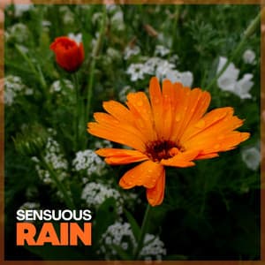 Sensuous Rain - Rainfall Place