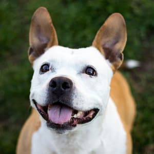 Pawsitive Nature Vibes: Binaural Soundscapes for Happy Dogs - Beautiful Noises Collection