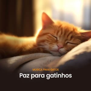 Paz para gatinhos - Musica para Gatos