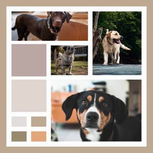 Ambiance for Cats and Dogs Playing - Music for Dogs Moments