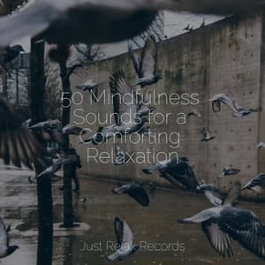 50 Mindfulness Sounds for a Comforting Relaxation - Meditation