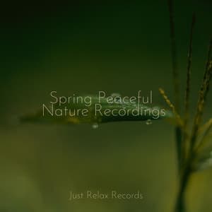 Spring Peaceful Nature Recordings - Calming Sounds