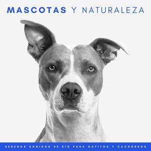 Mascotas Y Naturaleza: Serenos Sonidos De Río Para Gatitos Y Cachorros - Sonidos De Agua