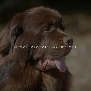 バーキング・ブリス・フォー・スリーピー・ナイト - Chill Out Jazz Radio