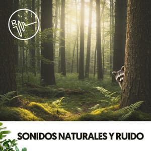 Sonidos Naturales y Ruido: Ondas naturales - lofi.dealer