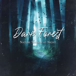 Dark Forest Nature Sounds at Night - Forest Hills Music Universe