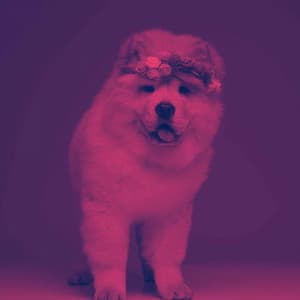 Guitar Jazz - Ambiance for Friday Dog Events - Jazz Music for Dogs