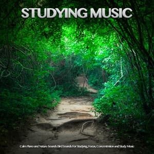 Studying Music: Calm Piano and Nature Sounds Bird Sounds For Studying, Focus, Concentration and Study Music - Study Music & Sounds