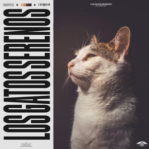 Los Gatos Serenos - Zona de música de gatos
