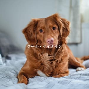 クール・ケイナイン - Productivity Music