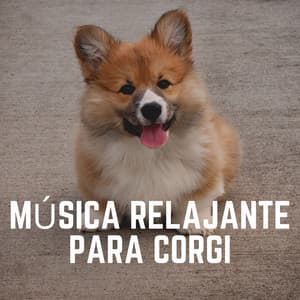 Música Relajante para Corgi - Mascotas tranquilas