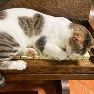 Ethereal Cat Naps: Piano Music to Soothe and Comfort - Best Classical New Age Piano Music