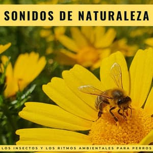 Sonidos De Naturaleza: Los Insectos Y Los Ritmos Ambientales Para Perros - Orquesta de las Naturalezas