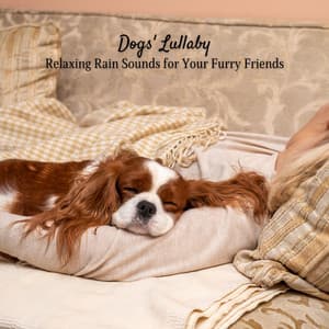 Dogs' Lullaby: Relaxing Rain Sounds for Your Furry Friends - Enjoyable Rain Sleep Sound