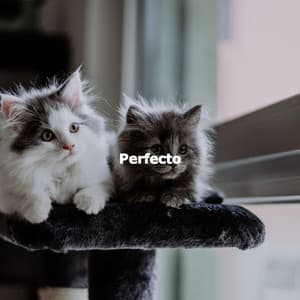 Perfecto - Cleaning Music Play List