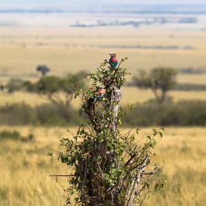 Savana e foresta - Giulia Tylor