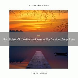 Best Noises Of Weather And Animals For Delicious Deep Sleep - Noise Makers