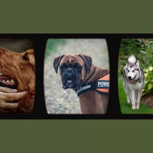 Music for Dogs n Babies - Music for Dogs Moments