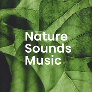 Sounds of Nature: Forest Serenity & Tranquil Moments - Sounds Of Nature