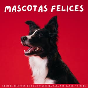 Mascotas Felices: Sonidos Relajantes De La Naturaleza Para Tus Gatos Y Perros - Música relajante para mascotas