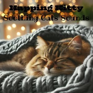 Napping Kitty - Soothing Cats Sounds, Sleep Peacefully - Cat Music Dream