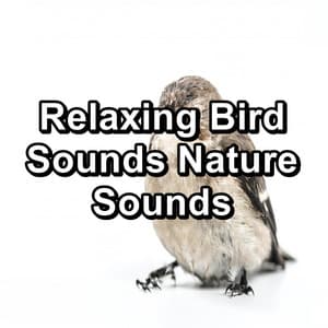 Relaxing Bird Sounds Nature Sounds - Bird Sounds 2016