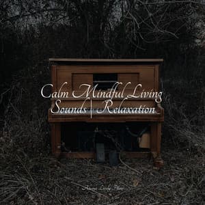 Comforting Serenity Collection | Focused Study - Piano Shades