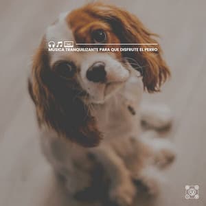 Música Tranquilizante para Que Disfrute el Perro - Mascotas tranquilas