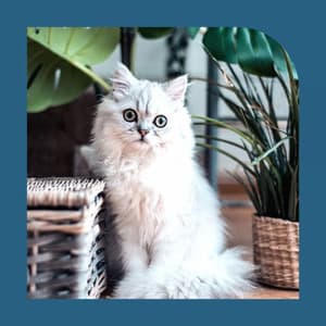 Pulsating Music for Happy Cat - Trumpet and Alto Sax - Cats Music Den