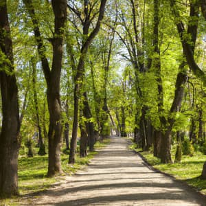 ! ! ! ! Timeless Beauty - Música Relajante