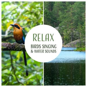 Relax - Singing Birds Zone