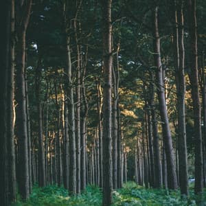 Music for Autism From Nature - Nature Sounds