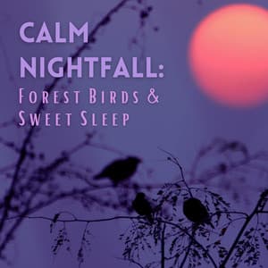 Calm Nightfall: Forest Birds and Sweet Sleep - Outside HD Samples