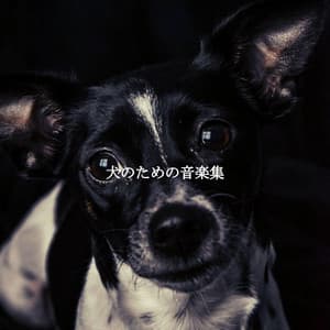 犬のための音楽集 - Música para Oficinas De Lujo