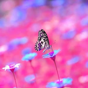 Fun Acoustic and Electric Piano Jazz Duo - Bgm for Chill Ones - Música para Desayuno Música De Fondo