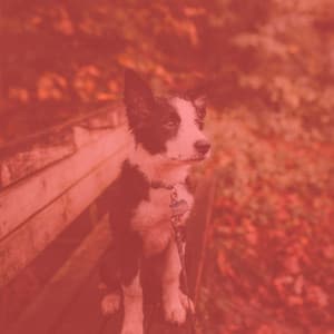 Sprightly Backdrop for Energetic Puppies - Dog Separation Anxiety Music