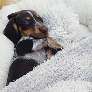 Happy Puppies - Sleepy Puppy