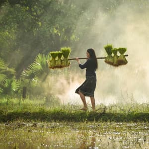 Ambient Progress: Nature's Rain-Motivated Work Symphony - Rain Sounds Factory STHLM