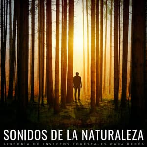 Sonidos De La Naturaleza: Sinfonía De Insectos Forestales Para Bebés - Canciones de la naturaleza Música de la naturaleza