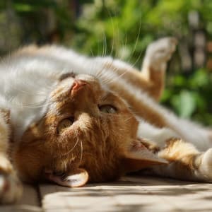 Coffee Shop Cat Serenity: Gentle Tunes for Relaxation - Soft Coffee House Jazz Club