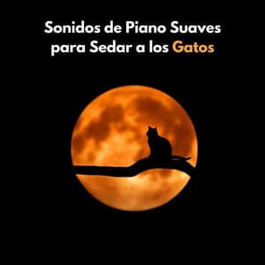 Sonidos De Piano Suaves Para Sedar A Los Gatos - El piano amistoso