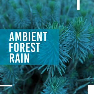 Ambient Forest Rain - Rain Sounds Sleep