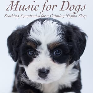 Music for Dogs: Soothing Symphonies for a Calming Nights Sleep - Dog Sleep Dreams