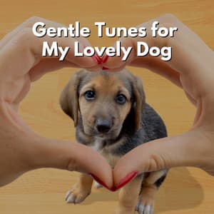 Gentle Tunes for My Lovely Dog - Early Morning Jazz Playlist