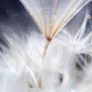 Rooted in Grace, Rising in Balance - Hatha Yoga Music Zone