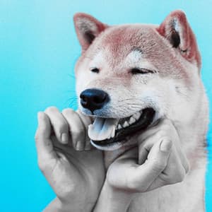 Quintet Jazz - Doggy Relaxing Sounds