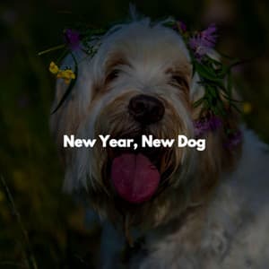 New Year, New Dog - Music for Productivity